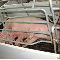 Wholesale Best Quality Used Farrowing Crate For Pigs